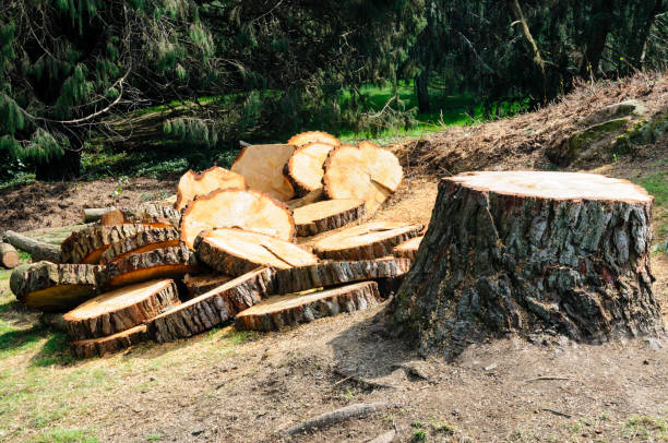 Best Seasonal Cleanup (Spring/Fall)  in Monroe North, WA